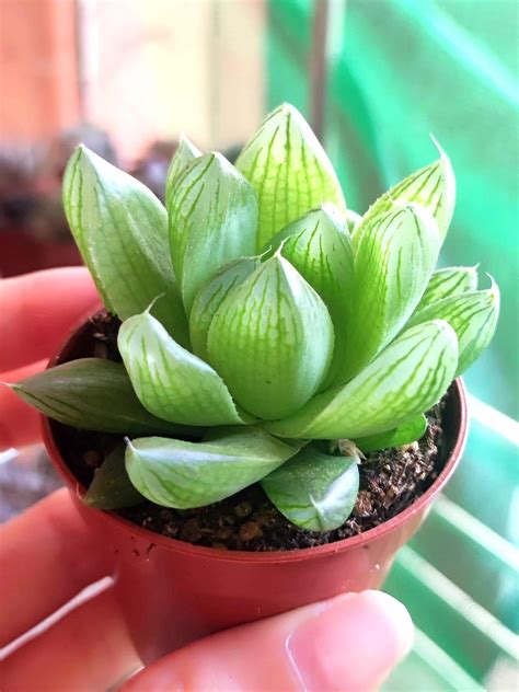 玉露休眠|[多肉植物] 玉露的基本照顧整理 Haworthia obtuse－小。